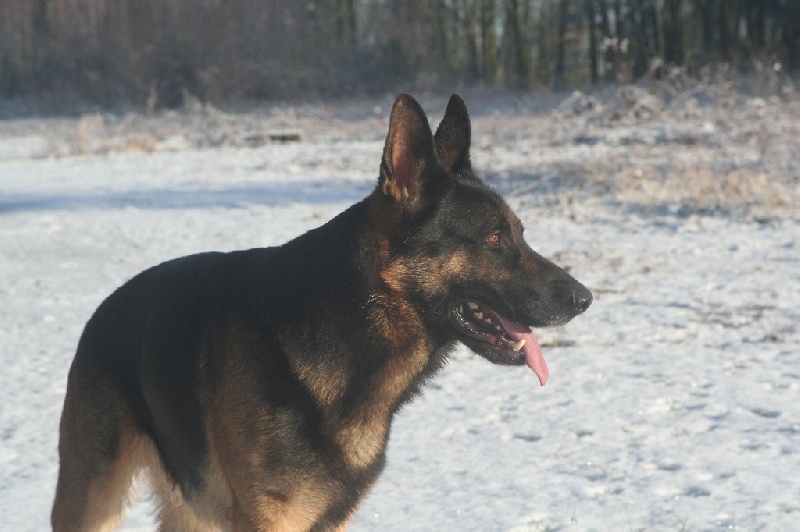 mes chiens